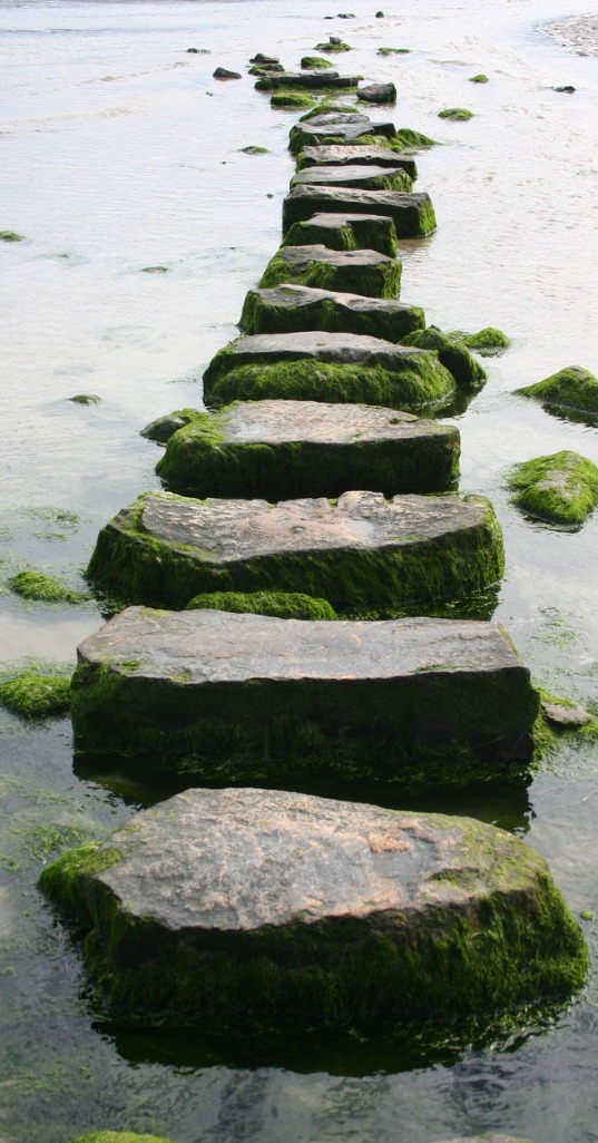 Mossy Stepping Stones Guiding you on a path
